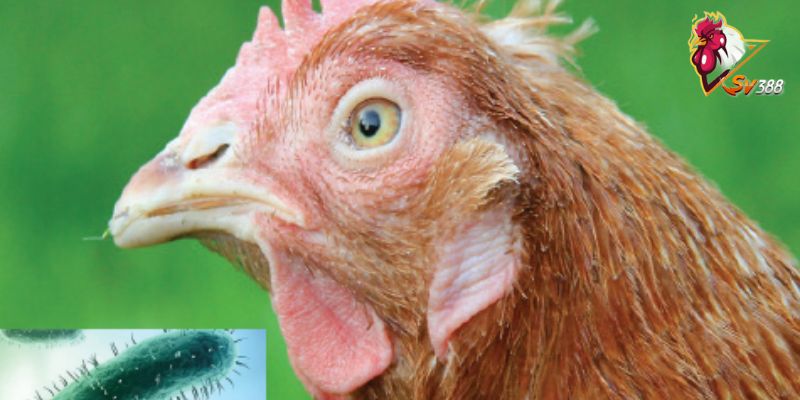 Hướng dẫn cách điều trị bệnh CRD ở gà