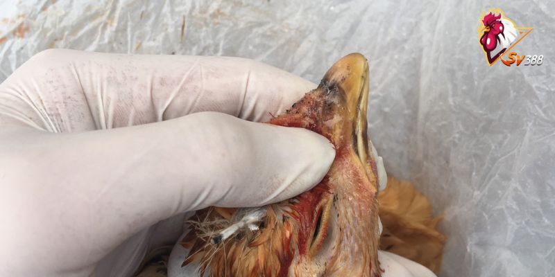 Triệu chứng nhận biết bệnh CRD ở gà