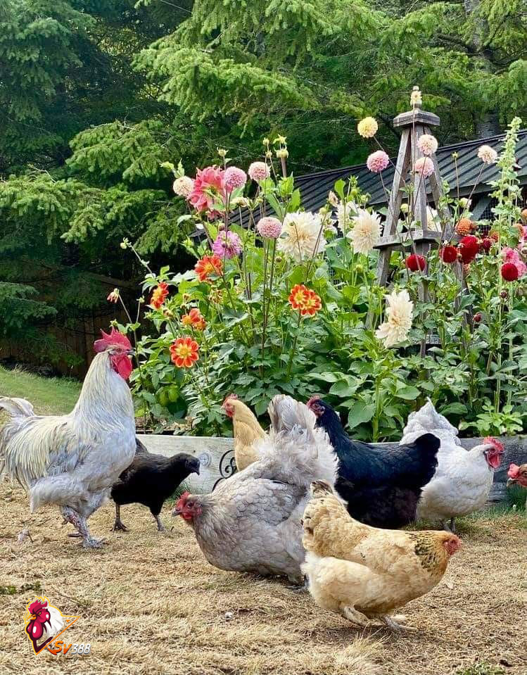Nhiều giống gà có thể thả vườn