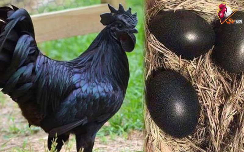 Gà mặt quỷ và quả trứng đen