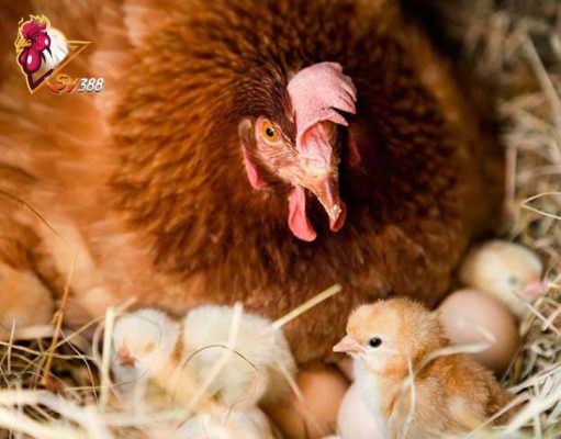 Cách thu hoạch trứng và xử lý tình huống gà ấp bóng