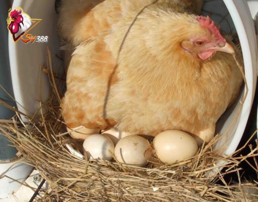 Hướng dẫn cách nuôi gà đẻ trứng trong giai đoạn gà sắp đẻ