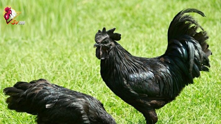 Tất tần tật về giống gà H’Mông thuần chủng