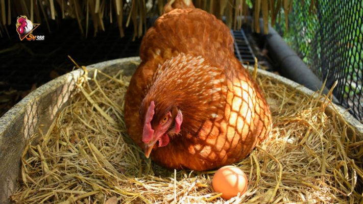Kỹ thuật chăn nuôi gà đẻ trứng chất lượng cao