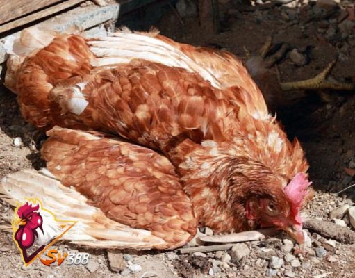 Những triệu chứng thường gặp của bệnh tụ huyết trùng ở gà
